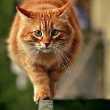 Схема вышивки «Рыжий кот»