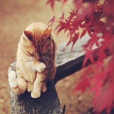 Схема вышивки «Котечка»