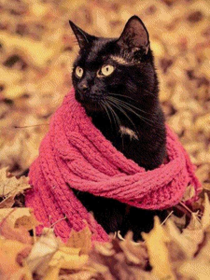 Кот - осень, коты, домашние животные - предпросмотр