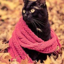 Схема вышивки «Кот»