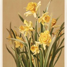 Схема вышивки «нарцызы»