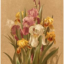 Схема вышивки «ирисы»