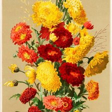 Схема вышивки «хризантемы»