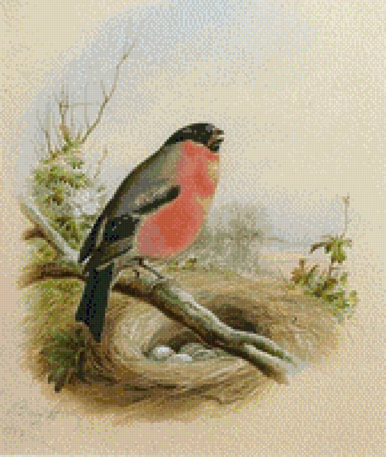 птичка - птицы - предпросмотр