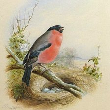 Схема вышивки «птичка»