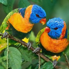 Схема вышивки «Попугаи»