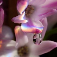 Схема вышивки «Цветы»