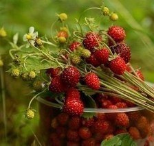 Схема вышивки «Земляника»