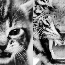 Схема вышивки «кошки»