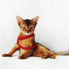 Схема вышивки «Абиссинка»