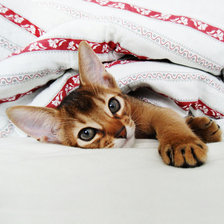 Схема вышивки «Абиссинка»