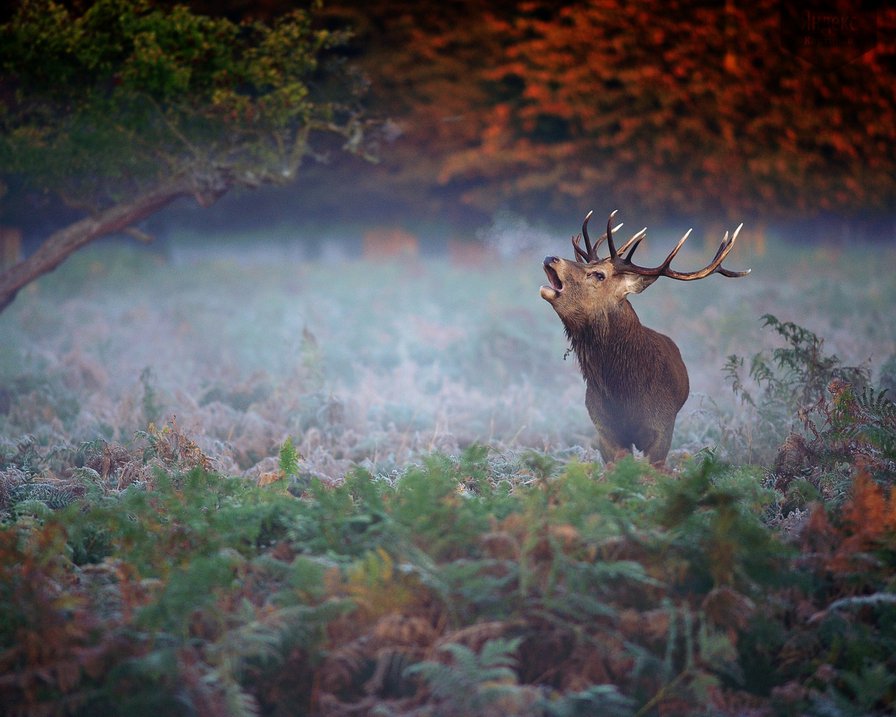 олень - оригинал