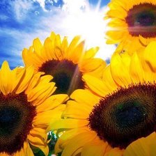 Схема вышивки «подс»