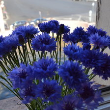 Схема вышивки «Васильки»