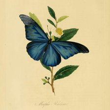 Схема вышивки «бабочка»