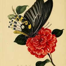 Схема вышивки «бабочка 2»