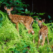 Схема вышивки «Оленята в папоротниках»