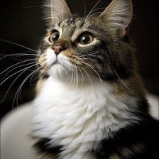 Схема вышивки «Кисочка»