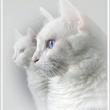 Схема вышивки «№1022162»