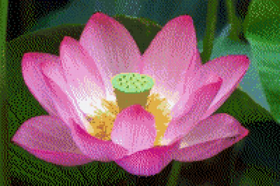 Лотос - цветы - предпросмотр