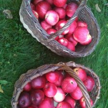 Схема вышивки «Плоды осени»