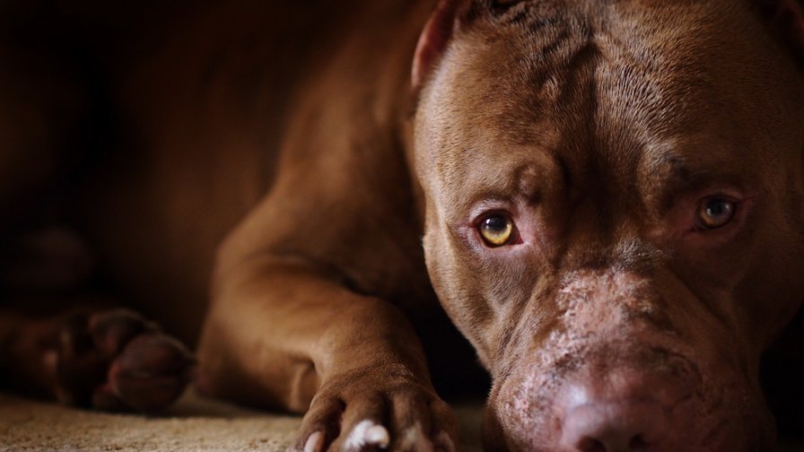 стафф - оригинал