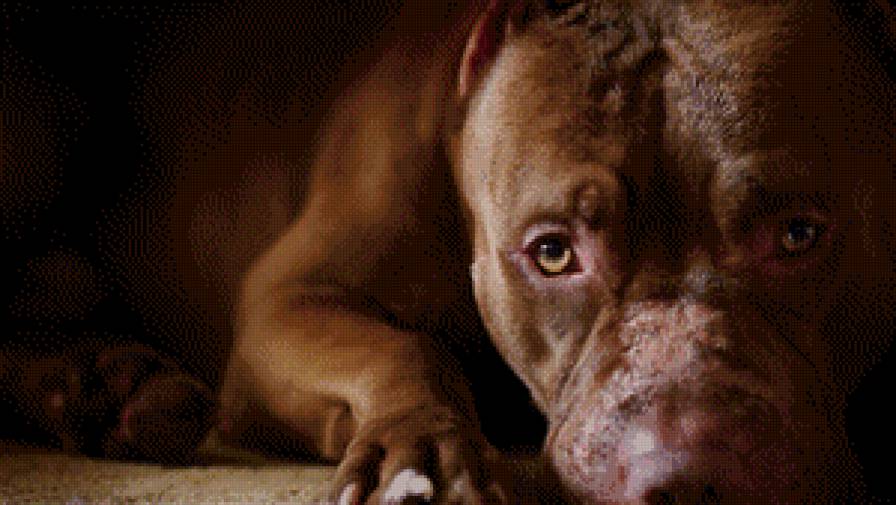 стафф - предпросмотр