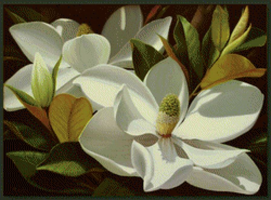 Цветы магнолии - цветы - предпросмотр