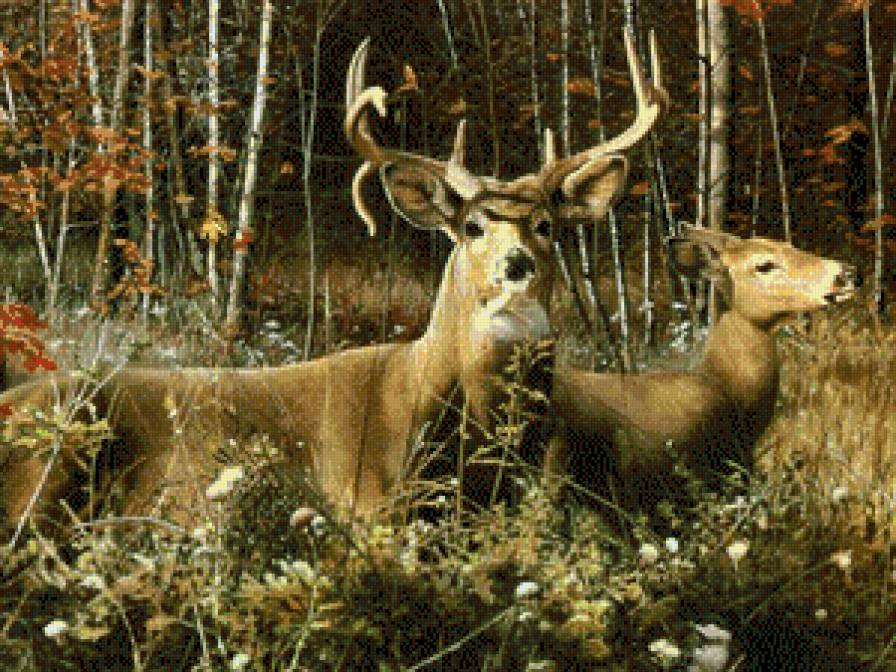 осень - дикая природа - предпросмотр