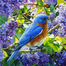 Схема вышивки «Синяя птичка.»