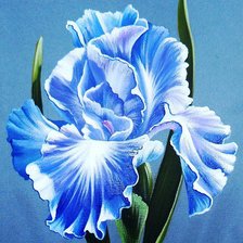 Схема вышивки «Ирис Юлии Кудряшовой»