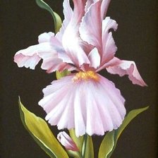 Схема вышивки «Ирис Юлии Кудряшовой»