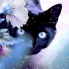 Схема вышивки «киса»