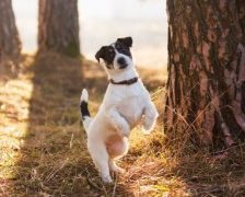 Схема вышивки «Маленькая Биби»