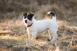 Охотница - собака, джек рассел терьер - оригинал