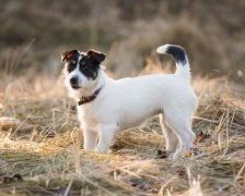 Схема вышивки «Охотница»