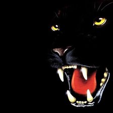 Схема вышивки «Пантера»