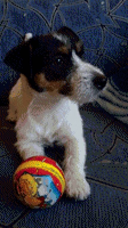 Биби с мячиком - собака, джек рассел терьер - предпросмотр