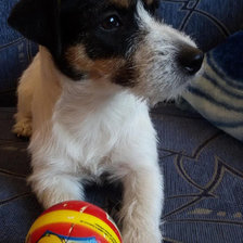 Биби с мячиком