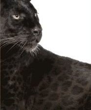 Схема вышивки «пантера часть 2»