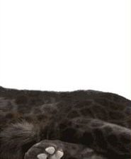 пантера часть 3