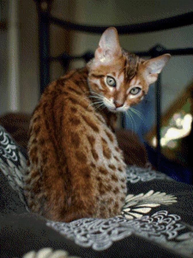 Кошечка - коты, домашние животные, кошки - предпросмотр