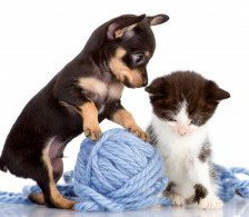 чихуахуа и котик