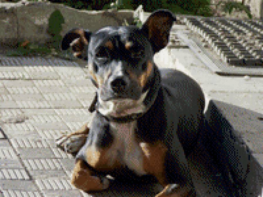 Дези - дези - предпросмотр