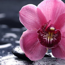 Схема вышивки «Орхидея на камнях»