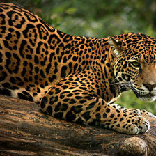 Схема вышивки «на охоте»