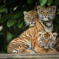 Схема вышивки «семья»