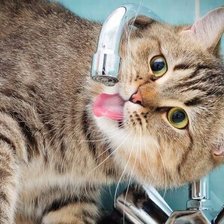 Схема вышивки «Кот»