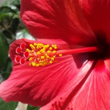 Схема вышивки «Гибискус»