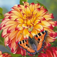 Схема вышивки «Леди Дарлен»